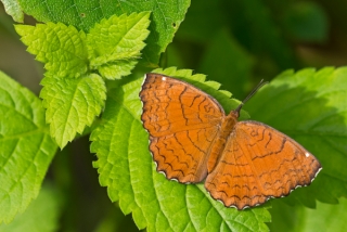  Puedes ver muchas mariposas diferentes aquí 